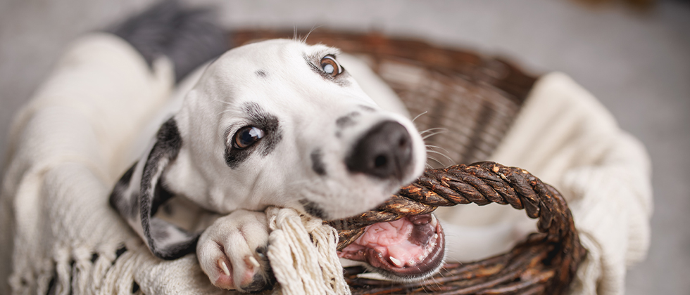 dog photo